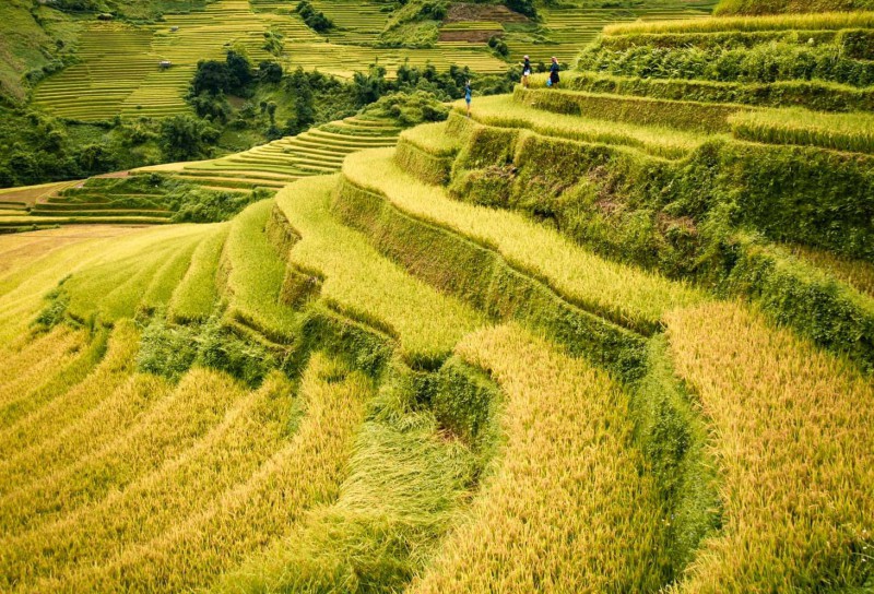 Mu cang chai anh 2