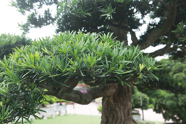 Tiêu dùng & Dư luận - Mãn nhãn cây tùng 'lạ' khiến đại gia vác bao tải tiền đến mua cây (Hình 4).