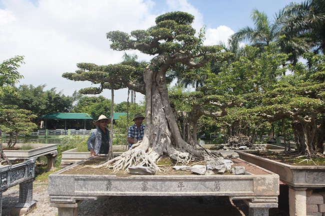 Tiêu dùng & Dư luận - Sanh cổ 'cột cờ Hà Nội' thế 'khủng' giá lên đến hơn 2 tỷ đồng