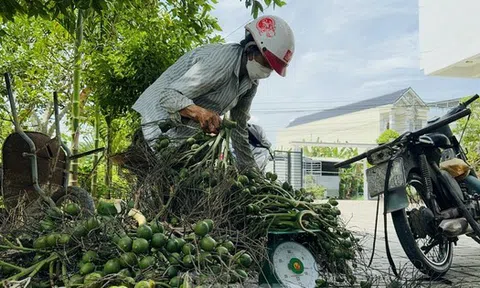 Thấy gì từ việc giá cau tăng sốc rồi ‘bốc hơi’?