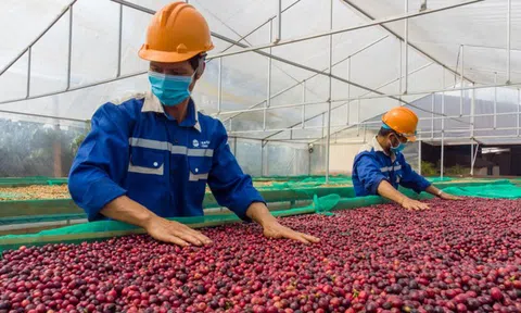 Cà phê sốt giá trên toàn cầu, nông dân Việt Nam thu lãi đậm, nhưng đâu mới là mức giá bền vững?